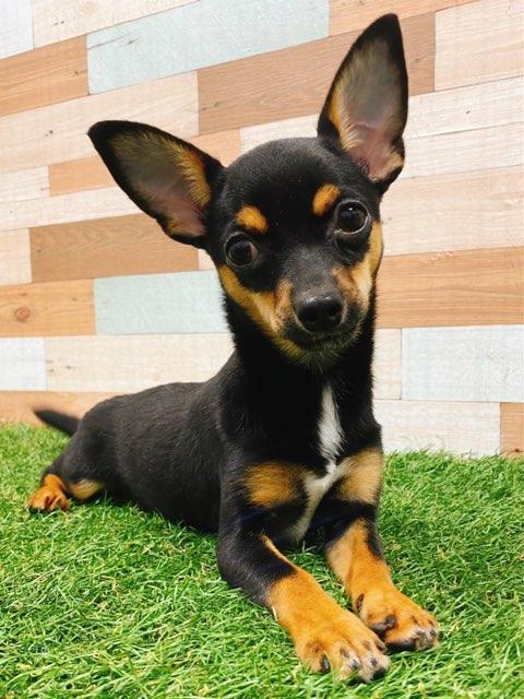 animal_image