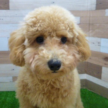 animal_image