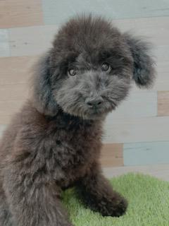 animal_image