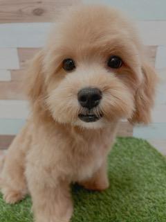 animal_image