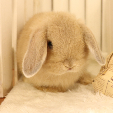 animal_image