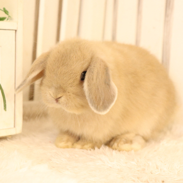 animal_image