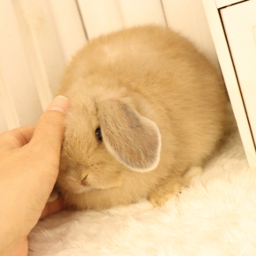 animal_image