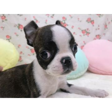 animal_image