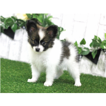 animal_image