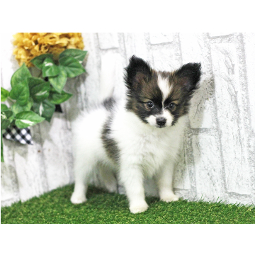 animal_image