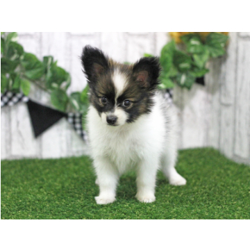 animal_image