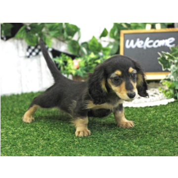 animal_image