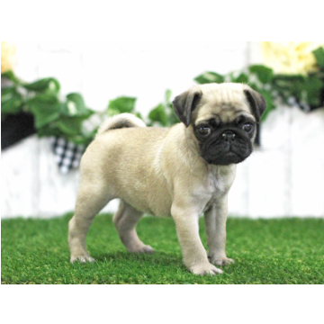 animal_image