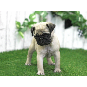 animal_image
