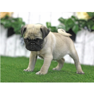 animal_image