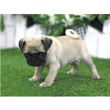 animal_image