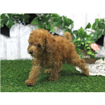 animal_image
