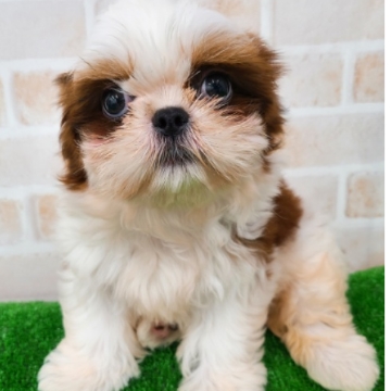 animal_image