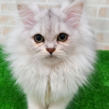 animal_image
