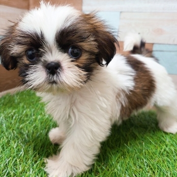 animal_image