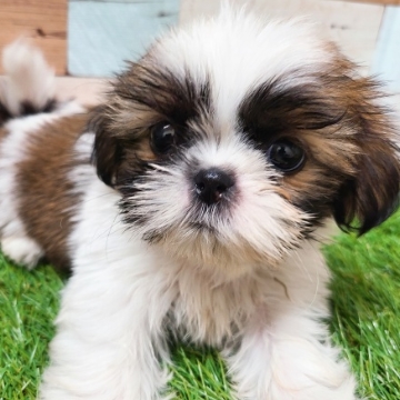 animal_image