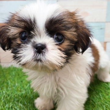 animal_image