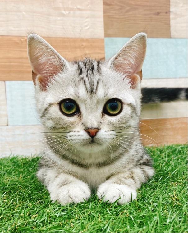 animal_image