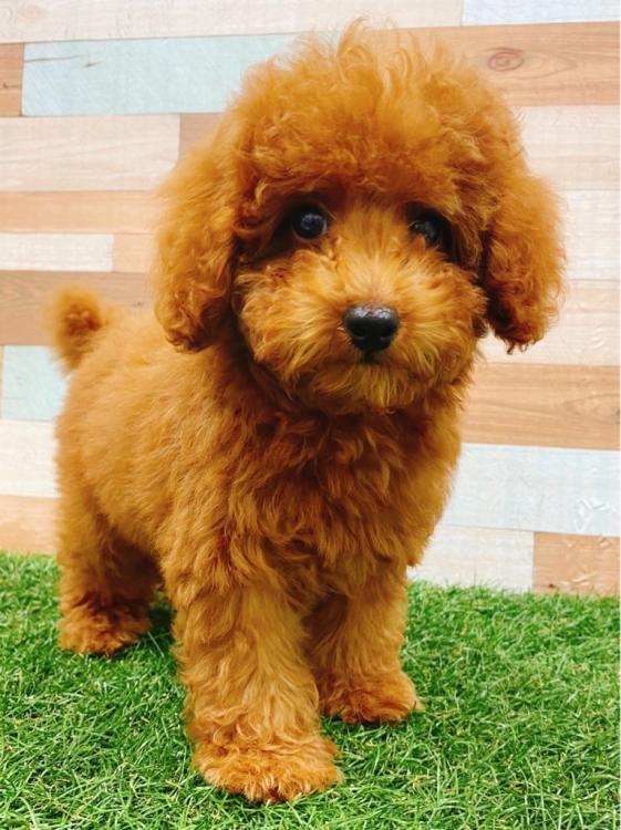 animal_image