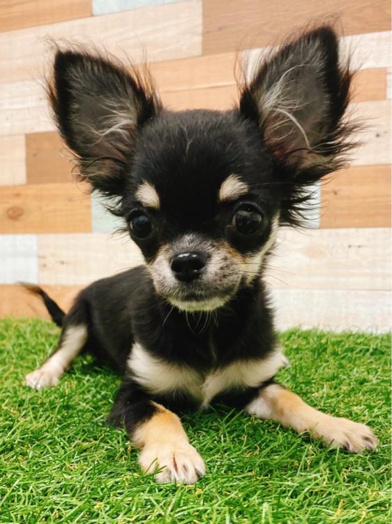 animal_image
