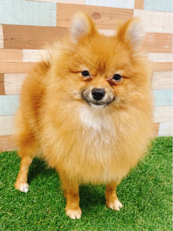 animal_image