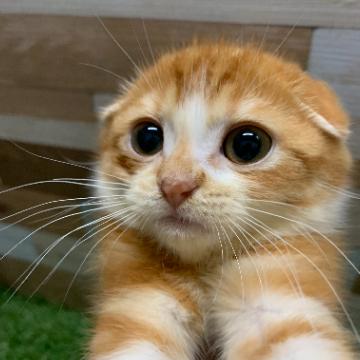 animal_image
