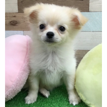 animal_image