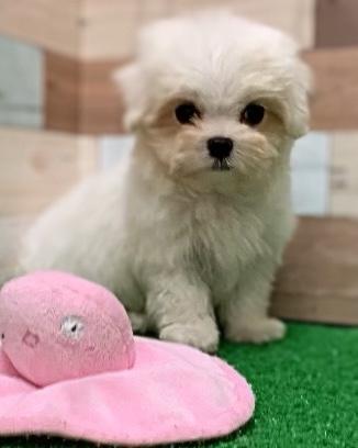 animal_image