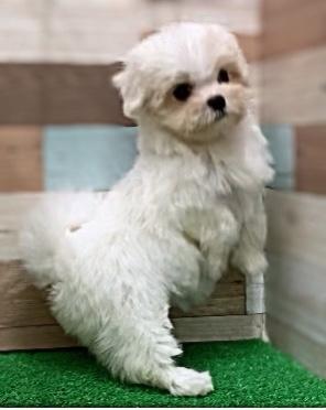 animal_image