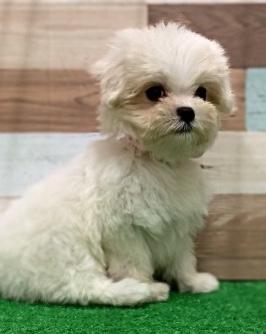 animal_image