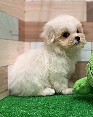 animal_image