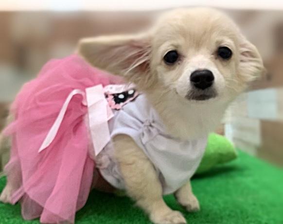 animal_image