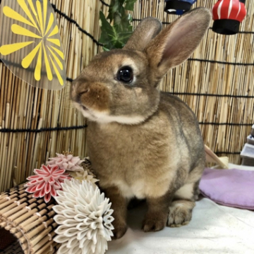 animal_image