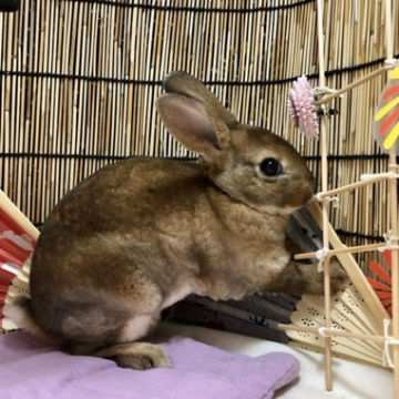 animal_image