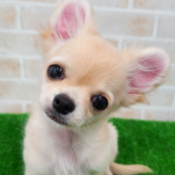 animal_image