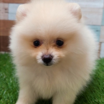 animal_image