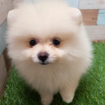 animal_image