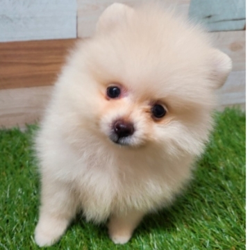 animal_image