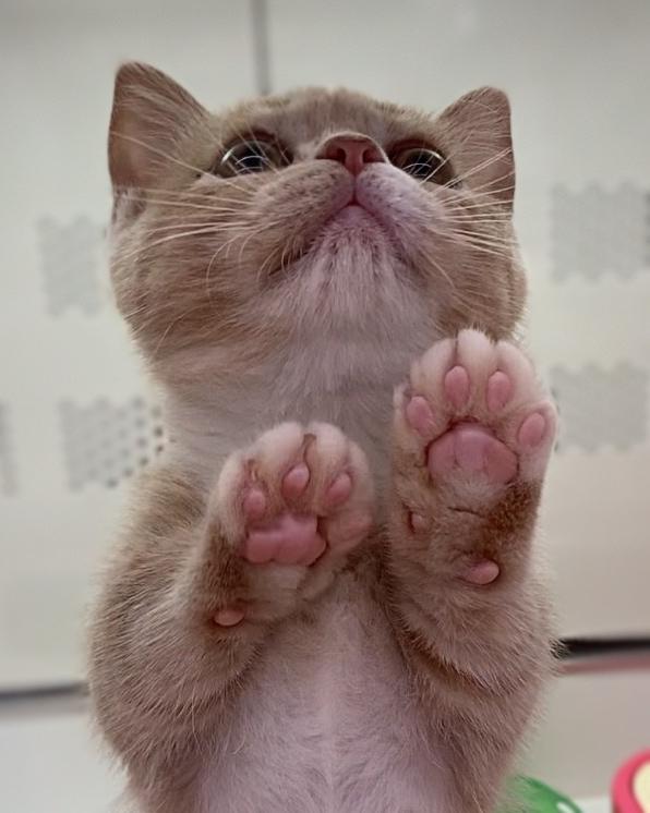animal_image