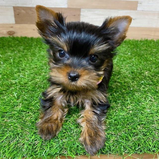 animal_image