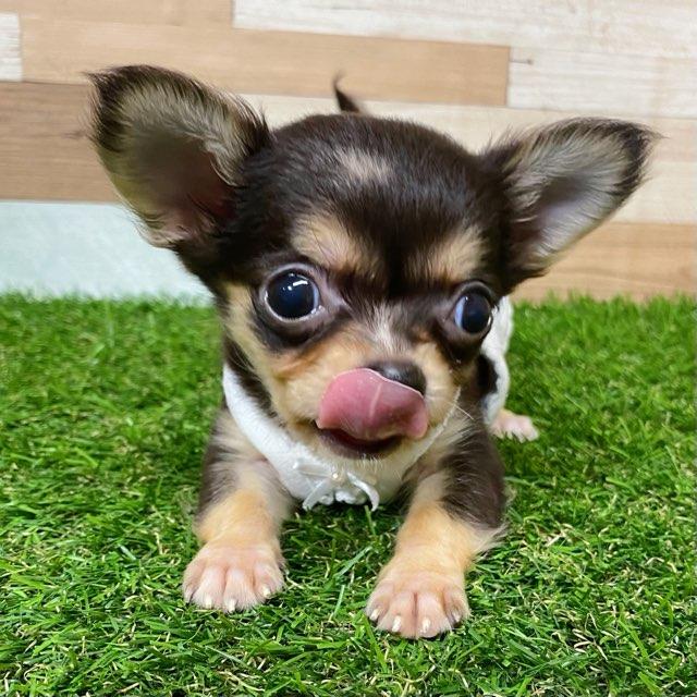 animal_image