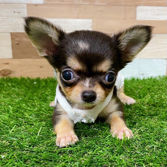 animal_image