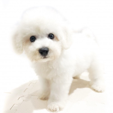 animal_image