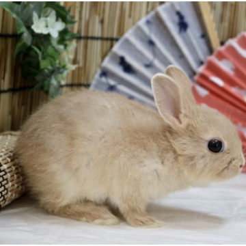 animal_image