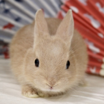 animal_image