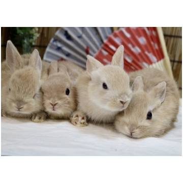 animal_image