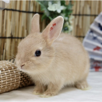 animal_image