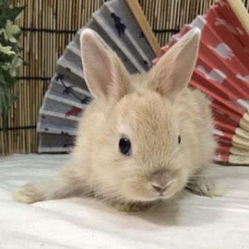 animal_image
