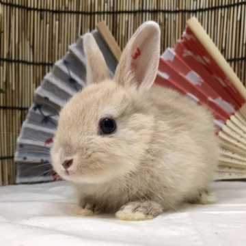 animal_image
